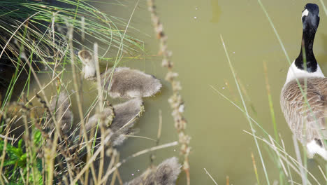 Baby-Canada-Goose-Goslings-Nadando-Junto-Con-Una-Mamá-Ganso-Protectora