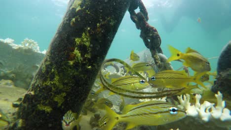 group of small yellow fishes group hanging in blue caribbean ocean water stock video in 4k i beautiful small fishes in caribbean ocean stock video in 4k quality