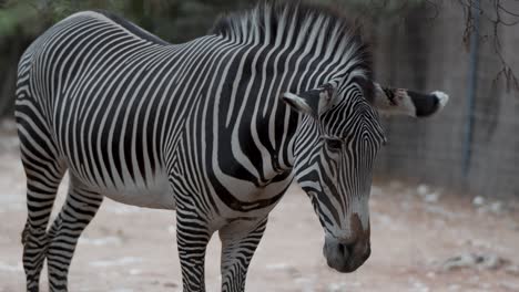 beautiful black and white striped zebra close up shot