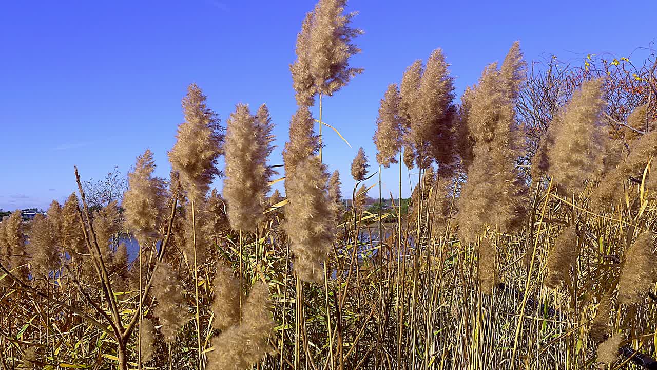 Windswept Reeds by the Water