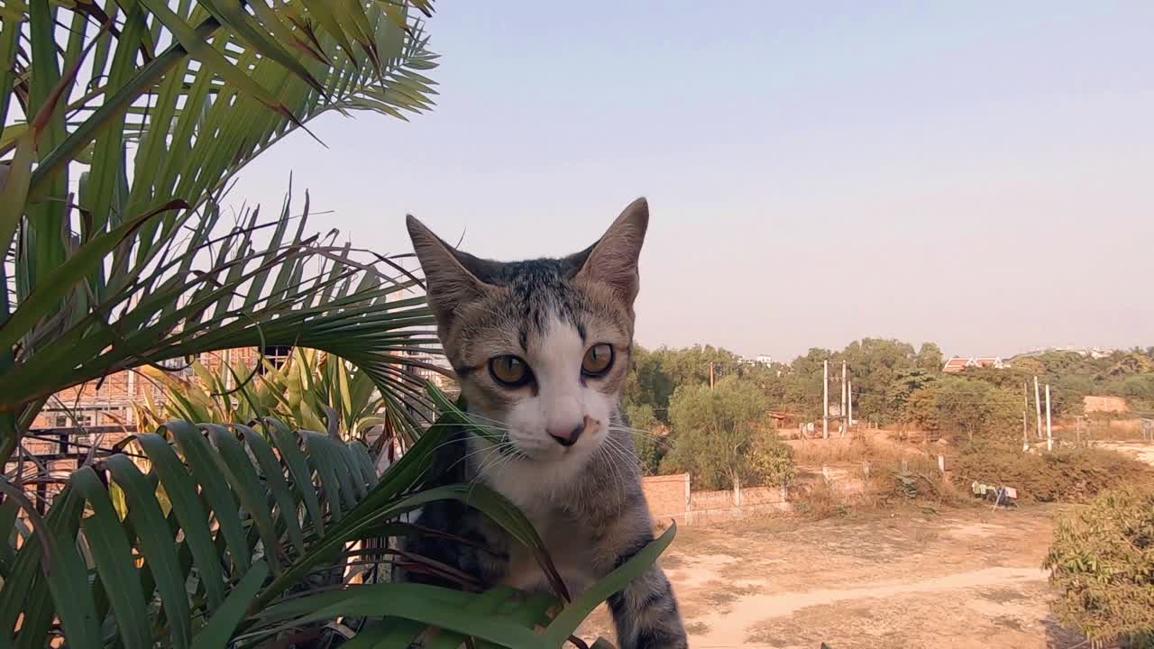 Curious Cat Playing in the Bushes