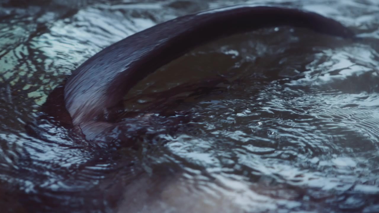 Acqua che schizza mentre una lontra di fiume ci nuota dentro.