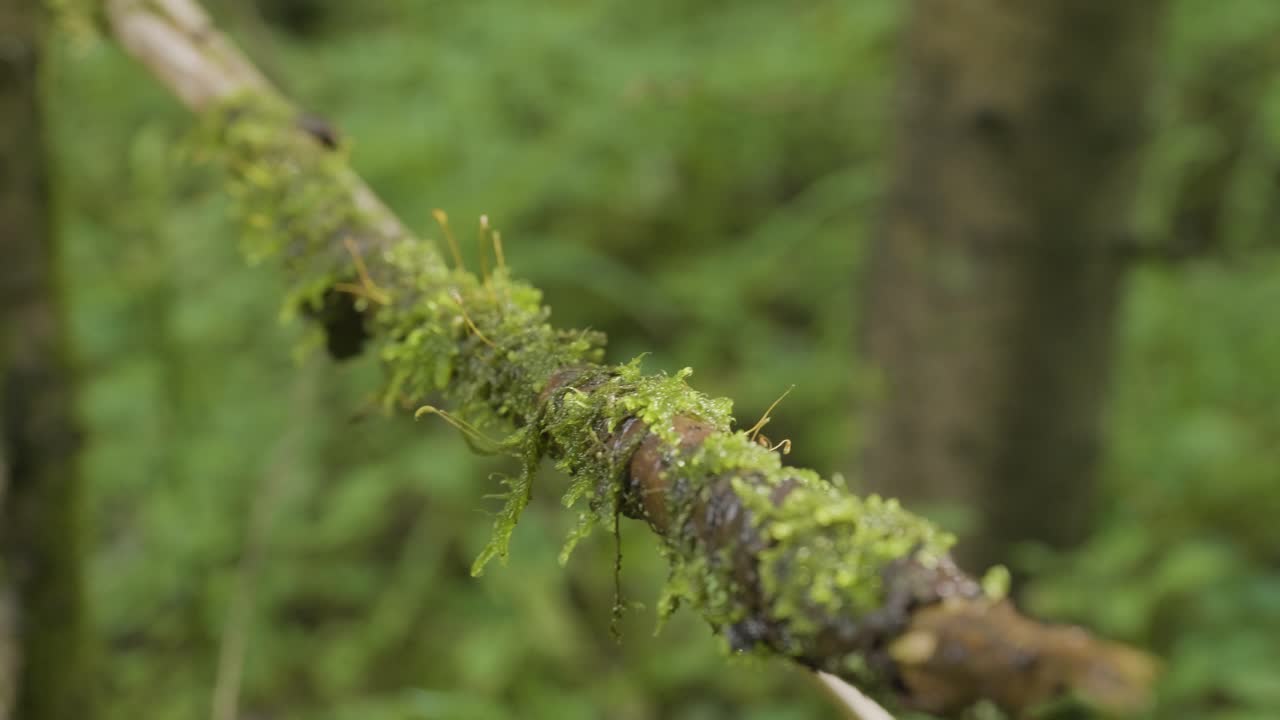 rama cubierta de musgo en el bosque