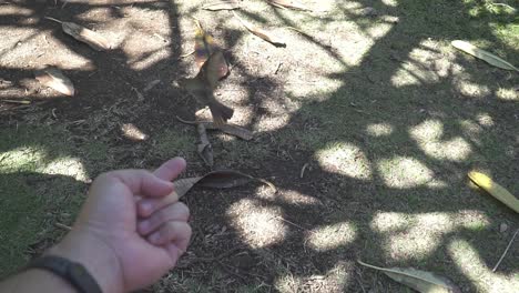 cámara lenta de un pájaro comiendo arroz de una mano