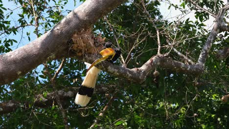 泰國khao yai國家公園 (khao yai national park) 的大角 (buceros bicornis) 在樹枝下生長,在樹枝下插嘴,尋找特別的食物