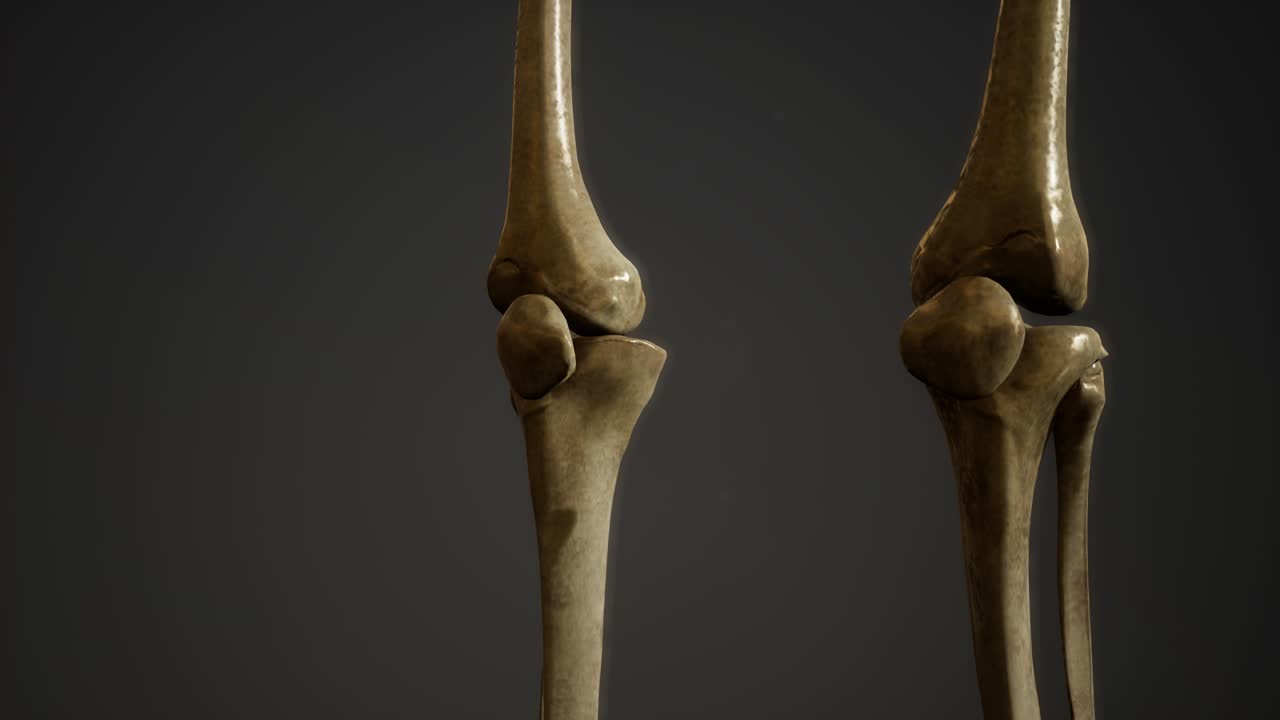 인간의 골격의  ⁇