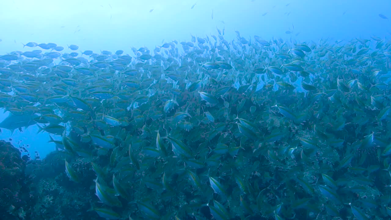 대형 피쉬 (queenfish) 가 잡아먹는 것을 피하기 위해 바위 꼭대기 주위를 날아다니는 총기사단