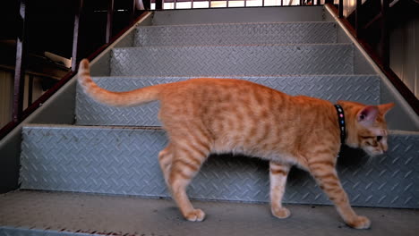 Ginger-Cat-walking-up-the-Stairs-Slow-Motion