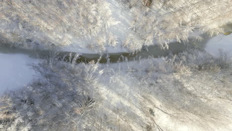 frozen forest river and treetops on sunny day, aerial drone top down view