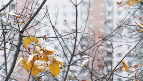 Baum-Mit-Schnee-Auf-Wenigen-Trockenen-Blättern-Winter-In-Der-Stadt