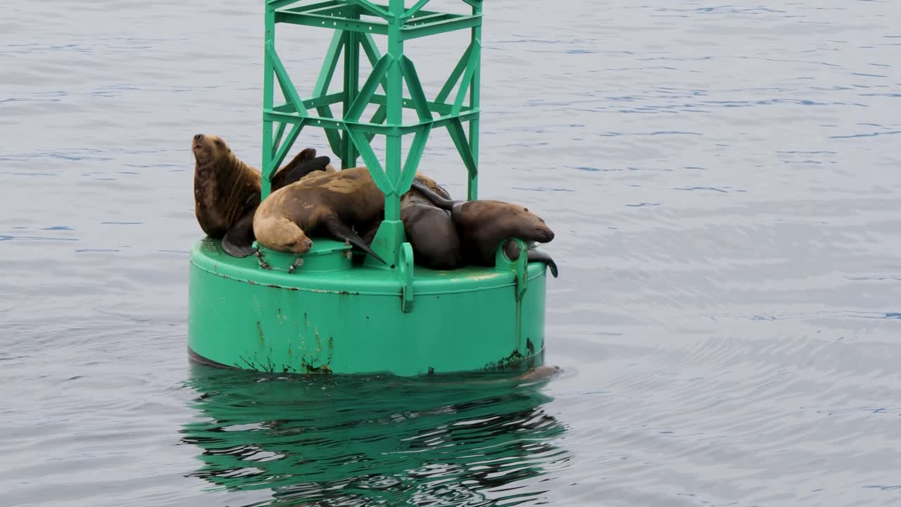 Steller Sea Lion looking for a resting spot on a navigational buoy, Sitka, Alaska.