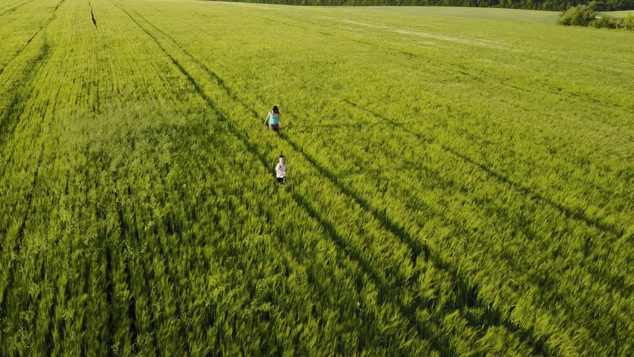Small Family Walking In Field. Aerial view of mother and young son walking in wheat field