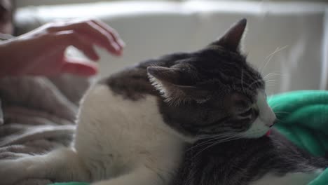 woman petting cat indoor at home sitting in the couch