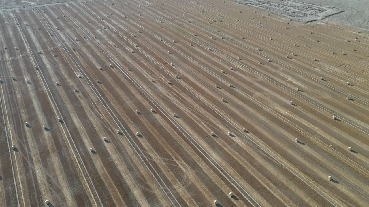 сельскохозяйственное поле из желтых круглых больших тюков после сбора урожая, рулоны соломы