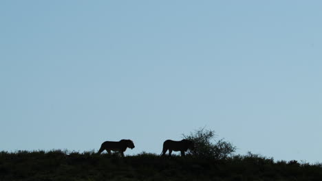 silhouette of two lions walking on savanna at dusk
