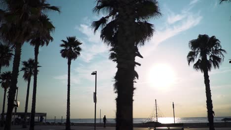 tracking shot of palm trees by the beach in barcelona