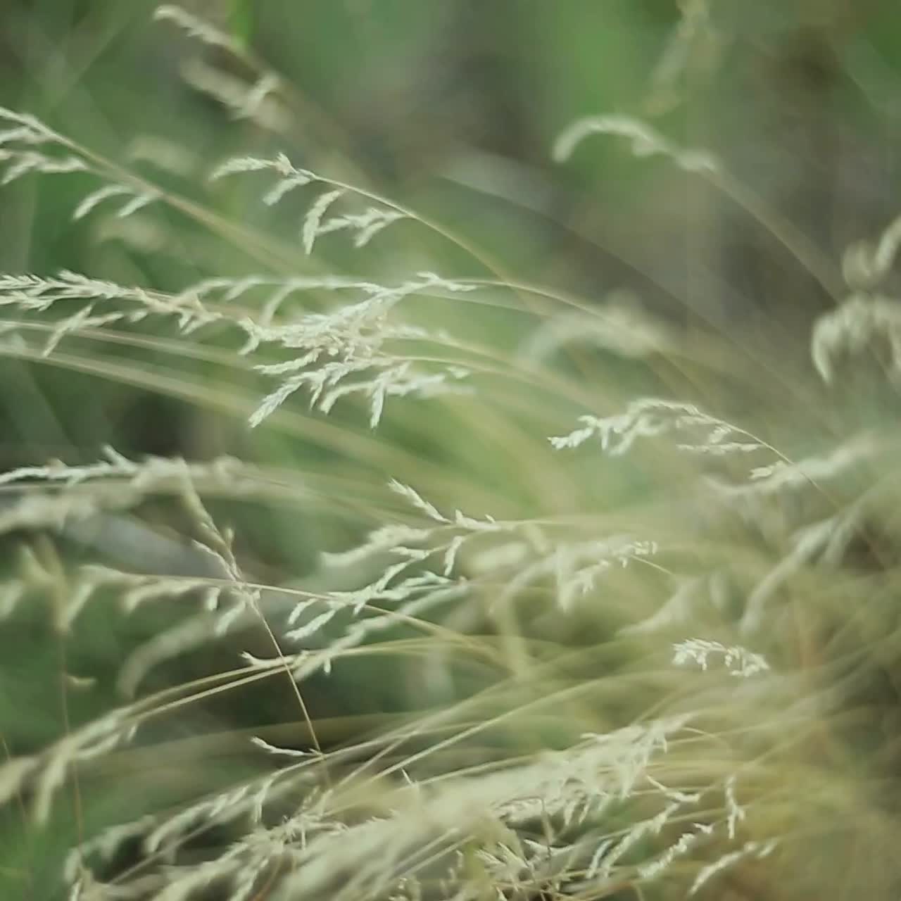 Grass Against Sunlight. Close up of the green summer grass with sunlight