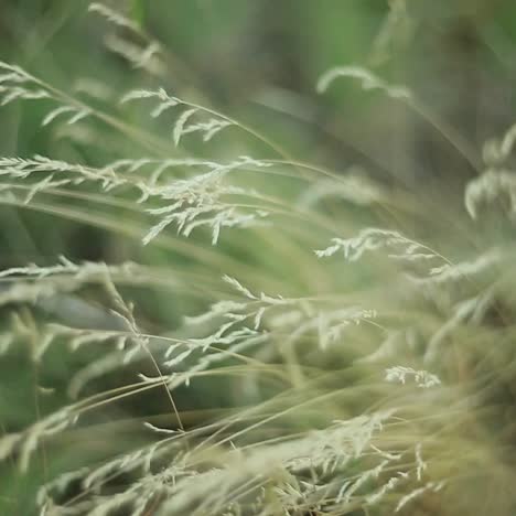 grass against sunlight. close up of the green summer grass with sunlight