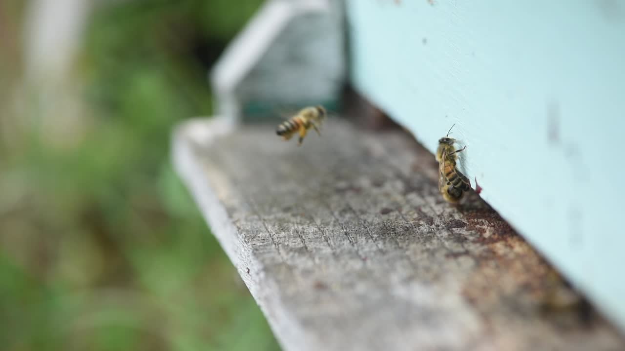 abejas entrando y saliendo de la casa de abejas azul claro movimiento lateral de la cámara