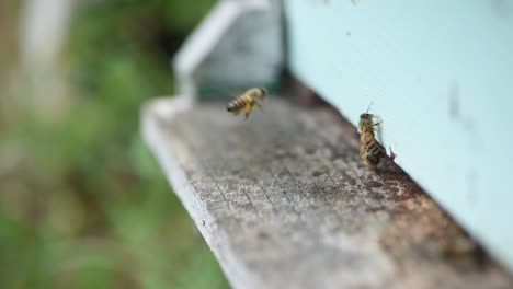 bees entering and exiting light blue bee house lateral camera movement