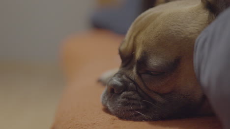 french bulldog awakens and slowly raises head up, close up