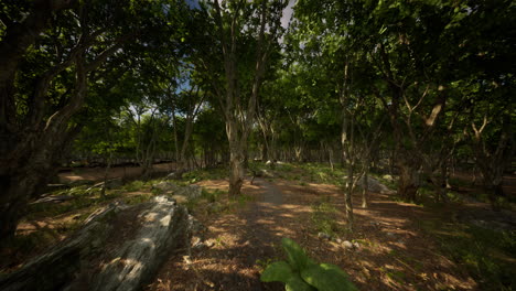 Bosque-En-La-Oscuridad-Con-Hierba-Y-Rocas