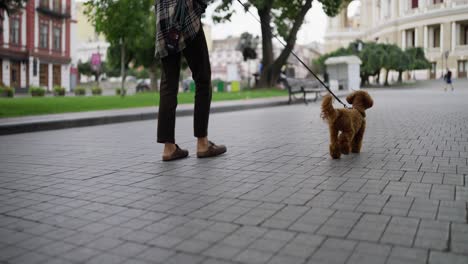 person walking a brown poodle on a leash in the city