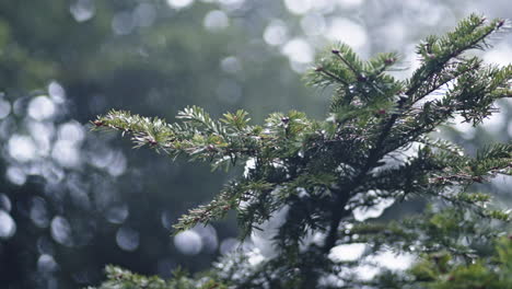 Close-up-of-pine-tree-branches-with-raindrops-falling-on-a-misty-day-in-the-forest