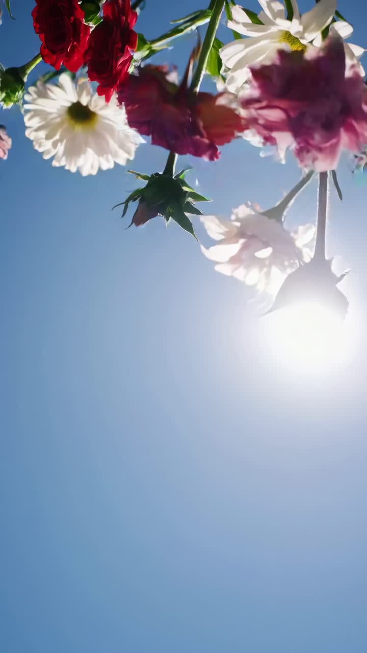 Vídeo a contrapicado de flores vibrantes con un cielo azul despejado de fondo, capturando la luz del sol
