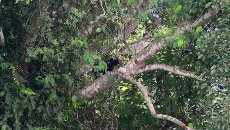 el oso negro asiático bajando de un árbol fructífero, ursus thibetanus, también se llama oso negro asiático