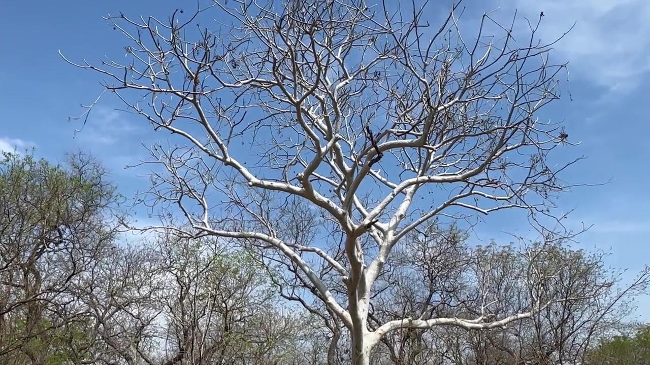 Bladloze grootbladige ster-kastanjeboom (Sterculia quinqueloba) in een droog bos in het Majete Wildreservaat, Malawi