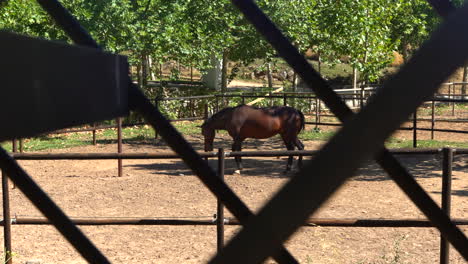 horse behind bars, in captivity, brown horse locked up, filmed in 4k with gimbal and full frame camera