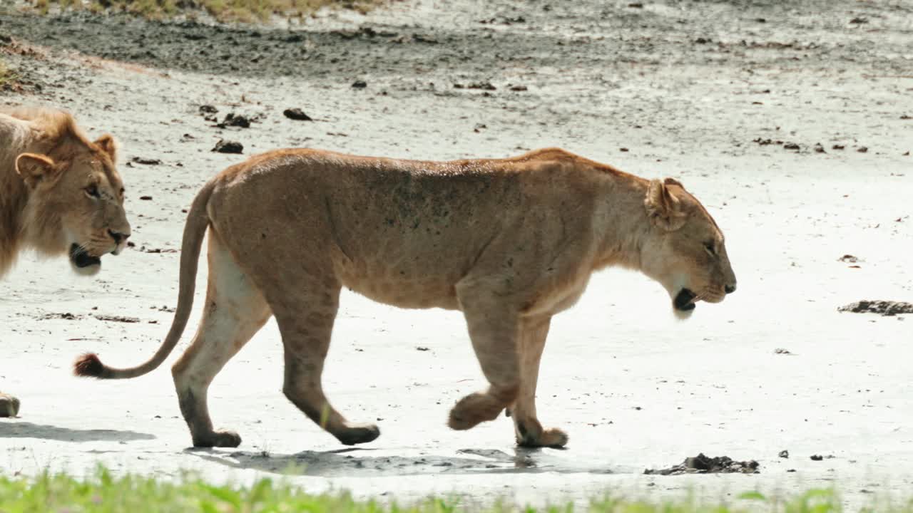 Two lions walking across mud flats