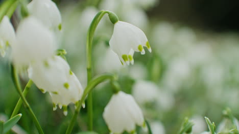 close up shot of some snowdrops moving in the wind, a lot more snowdrops blurry in the background