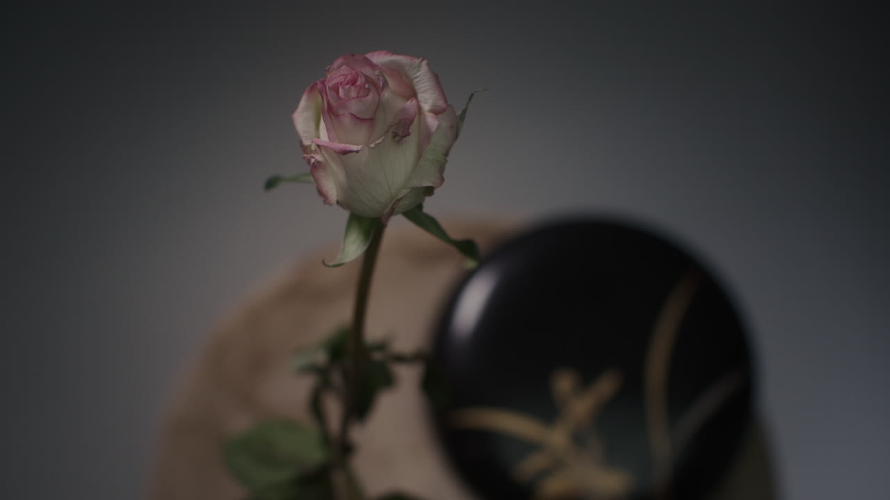 Timelapse: una rosa appassisce in un vaso