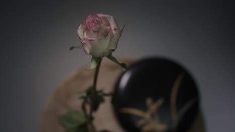 a single rose withers in a vase timelapse