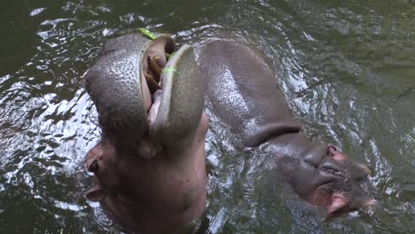 close up video of a hippoes asking for food