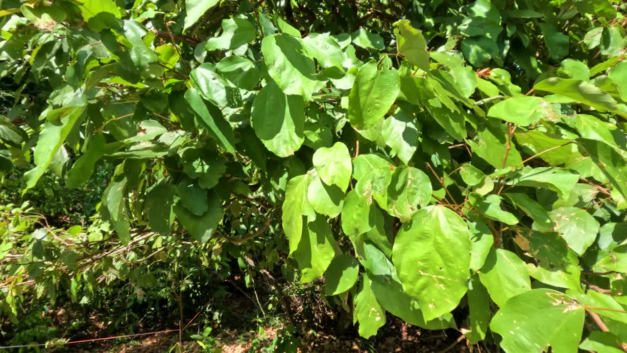 Bright green leaves gently wave in sunlight, tropical forest, steady camera, natural daylight, outdoors