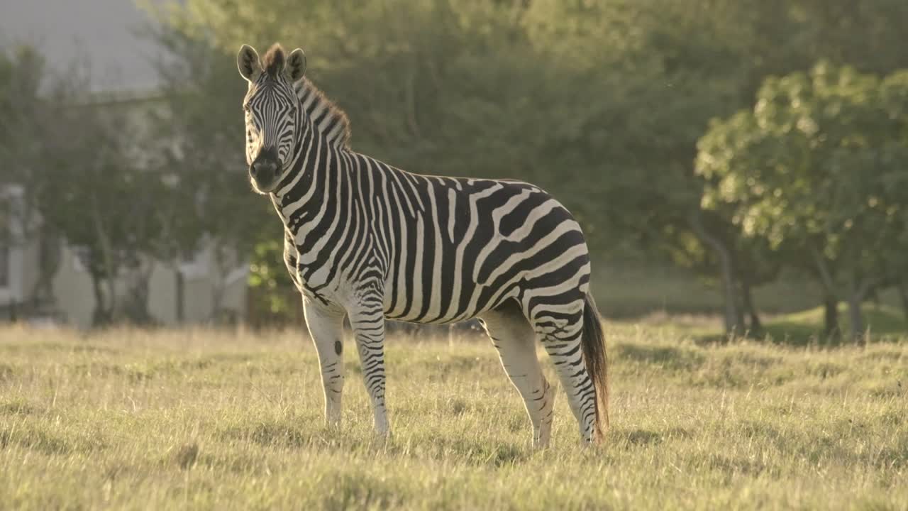African zebra looking at the camera on a field in warm evening light