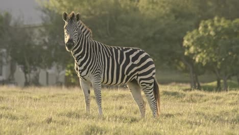 african zebra looking at the camera on a field in warm evening light