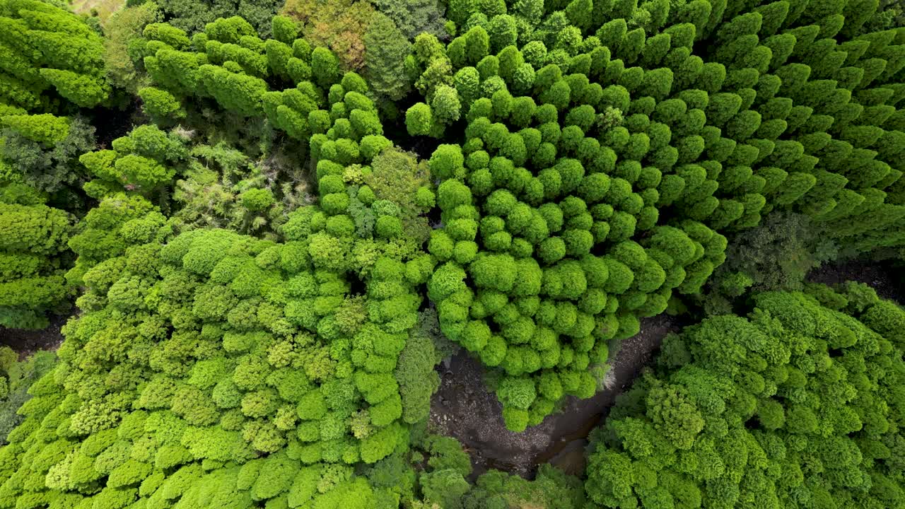 Birds eye view drone over small river running through lush green forest