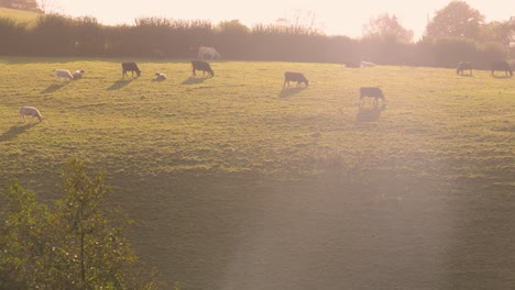 cows grazing in a sunlit field