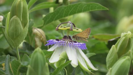 Nahaufnahme-Eines-Schmetterlings,-Der-Auf-Einer-Passionsblume-Mit-Blauer-Krone-Steht-Und-Nektar-Daraus-Sammelt