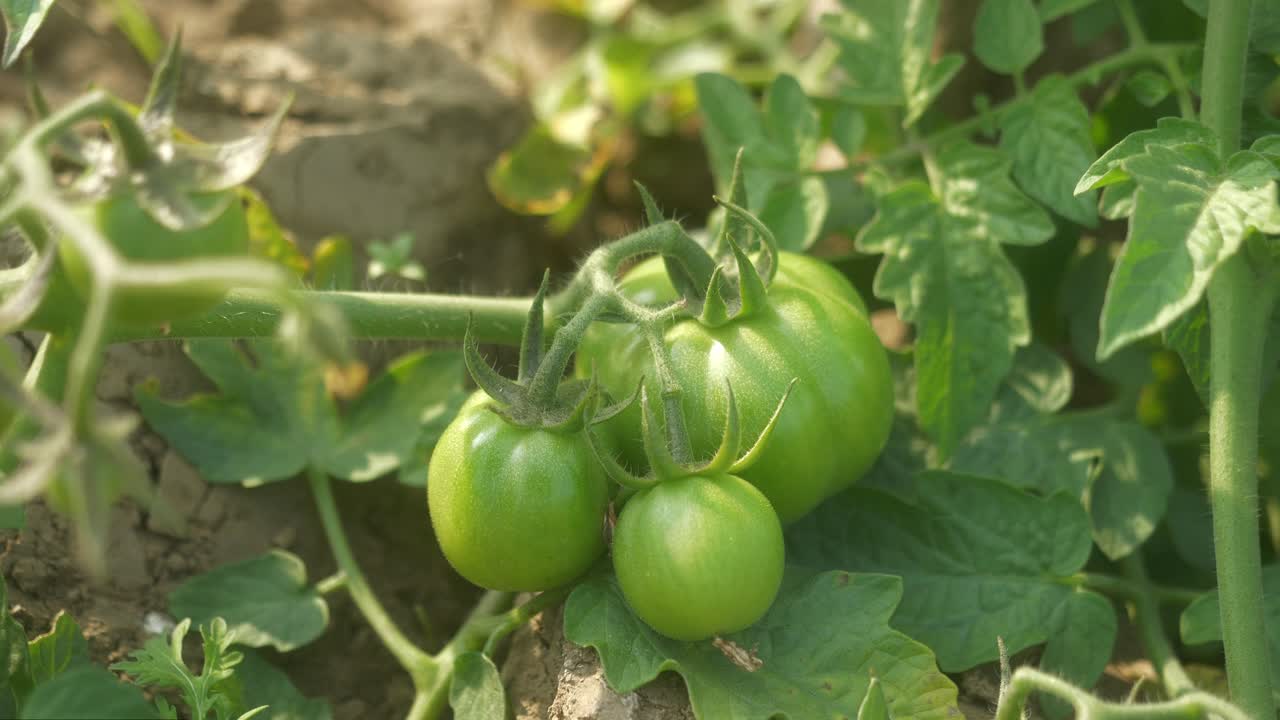 Closeup of unripe green tomatoes