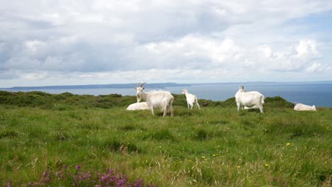 group of welsh horned lazy goats on rugged grass windy mountain wilderness summit