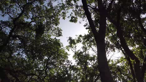 Tracking-Shot-of-Indian-Sun-Beaming-through-Trees-in-Ranthambore-National-Park,-Rajasthan,-India