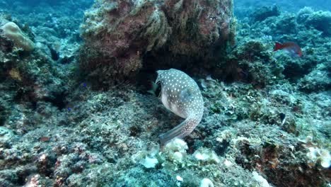 Puffer-fish-in-the-waters-surrounding-Mauritius-Island,-highlighting-the-essence-of-marine-diversity-and-underwater-exploration