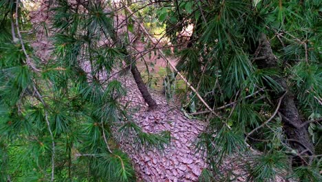 Primer-Plano-De-Las-Ramas-De-Un-árbol-Desarraigado