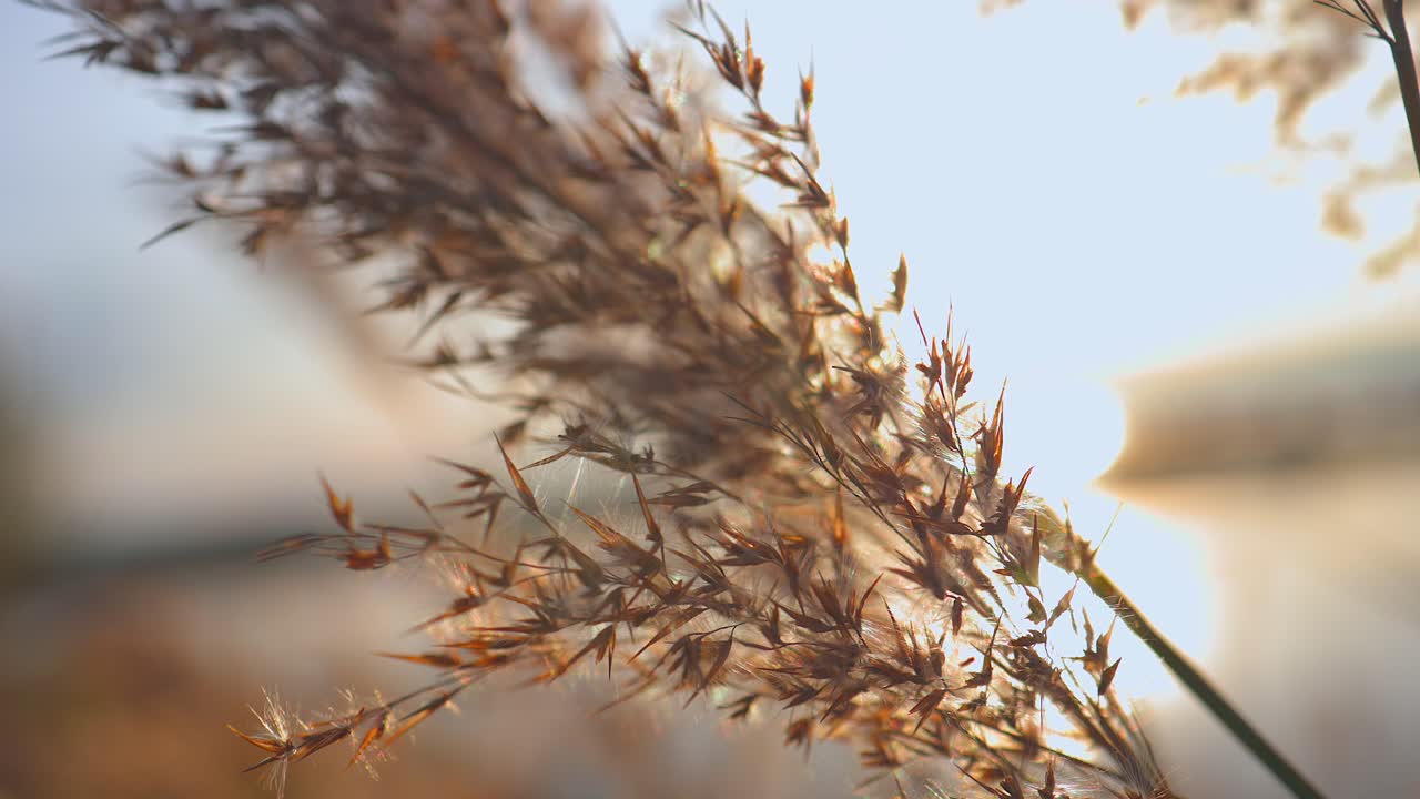 malezas doradas moviéndose en el viento