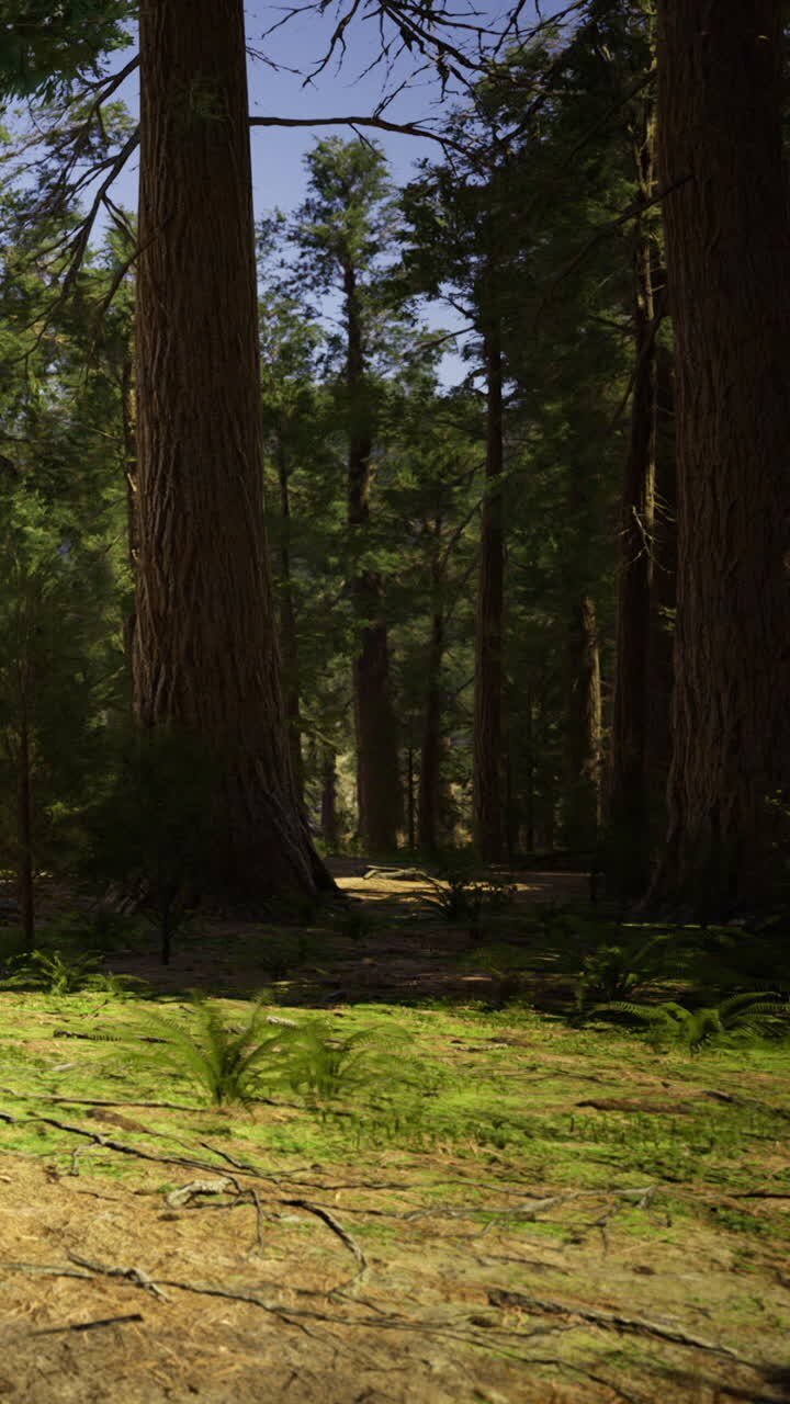 Alberi alti fiancheggiano un sentiero sterrato attraverso una foresta verde in una giornata di sole.